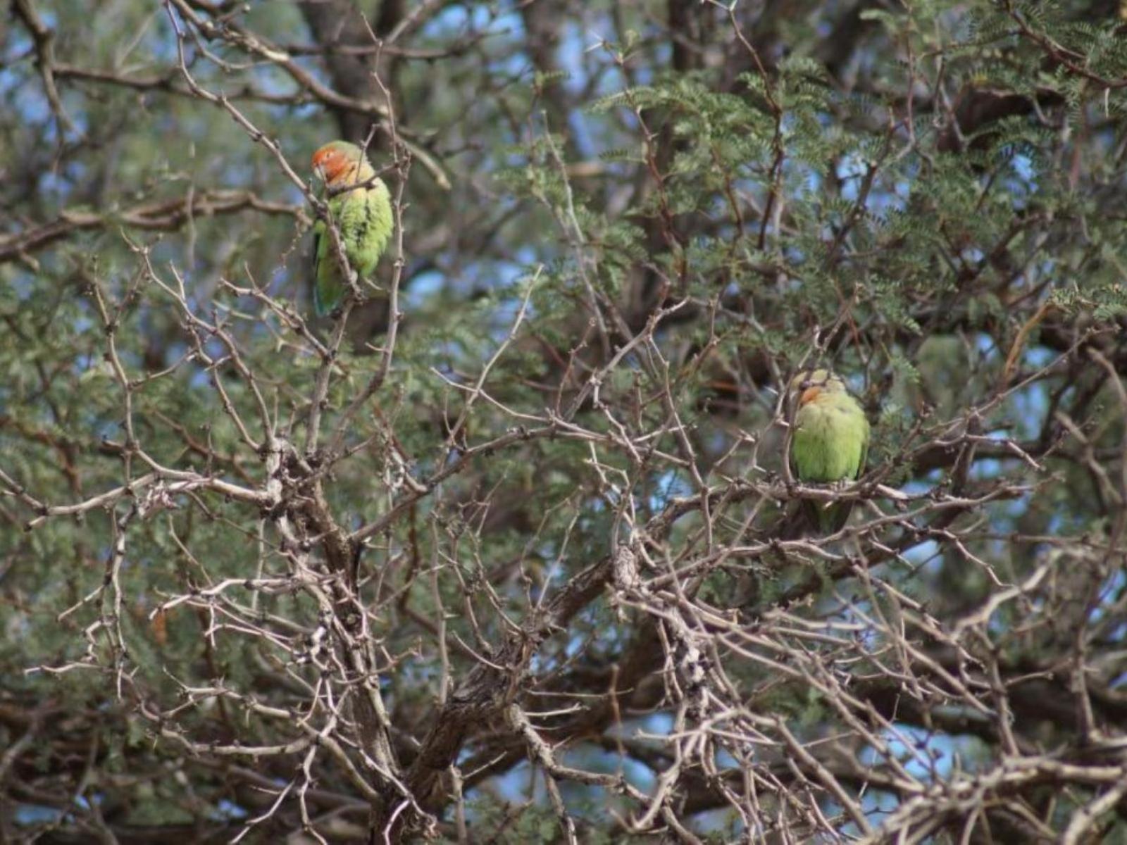 Camp Gecko - Private Nature Reserve; Tented Camp And Campsite Solitaire Dış mekan fotoğraf